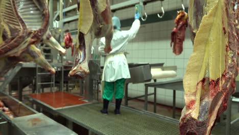Horse-meat-hung-in-the-slaughterhouse-and-used-by-operating-conveyor-hooks