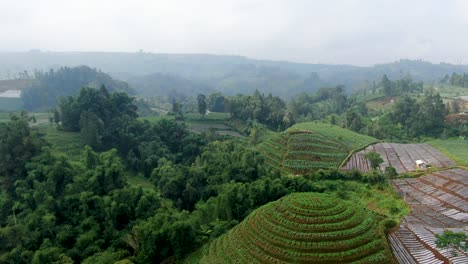 Ländliche-Landschaft-Der-Insel-Java-In-Indonesien,-Luftaufnahme-Einer-Kartoffelplantage-Auf-Hügeln