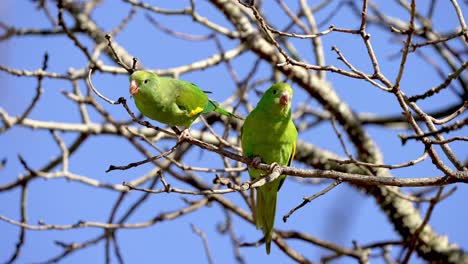 Close-up-showing-couple-of-tropical-green-White-winged-Parakeet-parrot-perched-on-branch-of-tree-against-blue-sky-in-summer