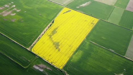 Aerial-high-altitude-flight-over-blooming-rapeseed-field,-flying-over-yellow-canola-flowers,-idyllic-farmer-landscape,-beautiful-nature-background,-birdseye-drone-shot-moving-right