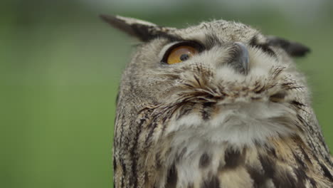 Eurasian-eagle-owl-looking-up-to-the-sky