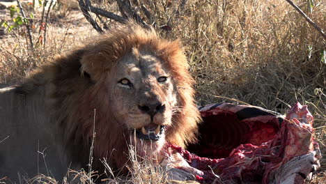 Close-up-of-a-male-lion-chewing-on-a-zebra-carcass-and-looking-into-the-camera