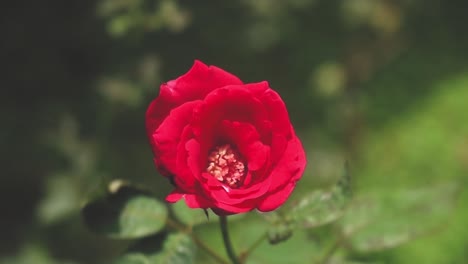 Close-up-shot-of-a-red-rose-in-a-green-forest
