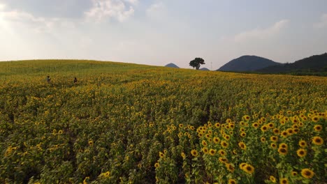Sunflower-Field-in-the-afternoon,-Khao-Yai,-Nakhon-Ratchasima,-Thailand
