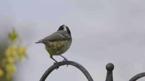 Coal-Tit-Small-Song-Bird-Slow-Motion