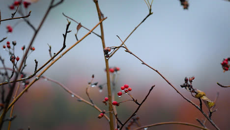 Thin-tree-branches-with-small-red-berries-on-them,-water-droplets-on-berries