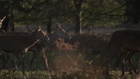 Tracking-profile-shot-of-a-heard-of-deer-walking