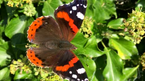 Roter-Admiral-Schmetterling-Auf-Efeublüte,-Ein-Großer,-Farbenfroher-Und-Stark-Fliegender-Schmetterling,-Der-Häufig-In-Gärten-Vorkommt
