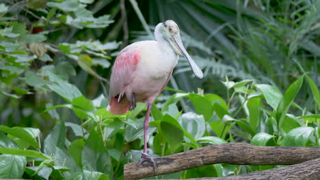 Wild-Roseate-Spoonbill-Wading-Bird-perched-on-branch-with-one-leg---Doing-Yoga-in-Wilderness-Jungle