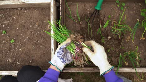 Harvesting-Fresh-Spring-Onions-In-A-Planter-Box-At-The-Garden