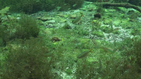 Freshwater-fish-and-plants-in-Cenote-Yucatan-Mexico