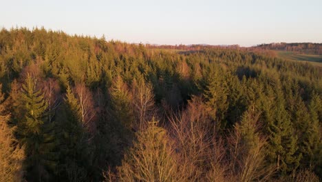 Mixed-forest-in-west-Germany-during-a-warm-and-vibrant-sunset