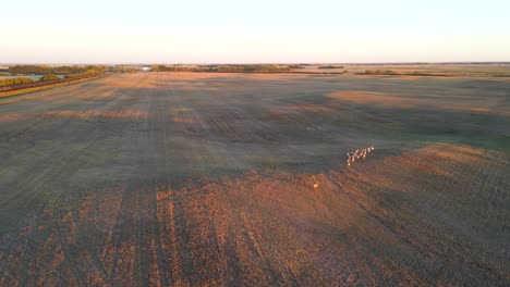 Aerial-view-of-pronghorn-antelope-herd-being-chased-from-above-during-sunset-in-Alberta,-Canada