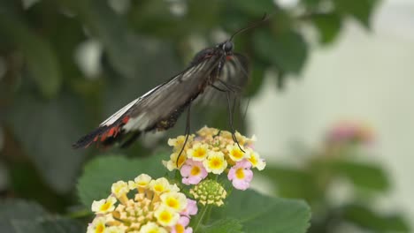 Makroaufnahme-Eines-Schwarzen-Schmetterlings,-Der-Auf-Einer-Bunten-Blume-In-Der-Natur-Ruht-–-Schöne-Detailaufnahme-Mit-Antenne-Und-Muster-Auf-Federn