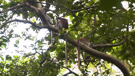 Three-Zanzibar-Red-colobus-monkeys-with-long-tails-resting-on-branch