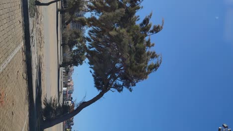 Vertical-video,-strong-winds-blowing-on-tree,-parking-lot