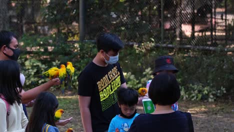 Family-with-masks-on-feeding-these-lovely-parakeets-as-they-fly-into-their-hands,-a-girl-uses-her-phone-to-take-some-pictures,-time-in-a-zoo-at-an-aviary,-Parakeets,-Sun-Conure,-Aratinga-solstitialis