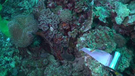Auf-Dem-Korallenriff-Liegende-Blechdose-Ist-Ein-Akt-Der-Korallenriffverschmutzung