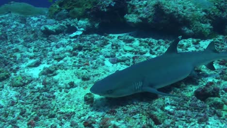 whitetip-reef-shark-stopping-on-coral-reef-lying-down-on-coral-rubble