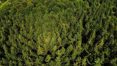 Top-down-view-of-pine-forest