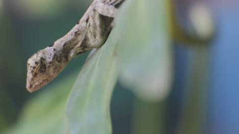 Bronchocela-jubata-crawling-on-tree