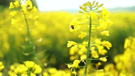 Bee-collects-nectar-and-pollen-from-rapeseed-flowers,-closeup