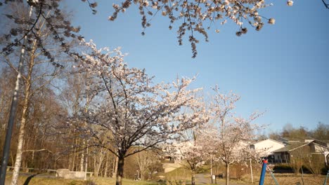 A-dynamic-tilting-footage-of-a-cherry-tree-with-white-blossoms