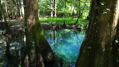 Bäume-In-Natürlichem-Quellwasser