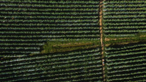 Aerial-top-down-of-tomato-field-with-farming-working-picking-fresh-organic-vegetable-in-remote-farm-in-Asia