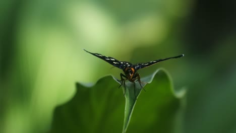 insect-hd-video,-butterfly-pattern