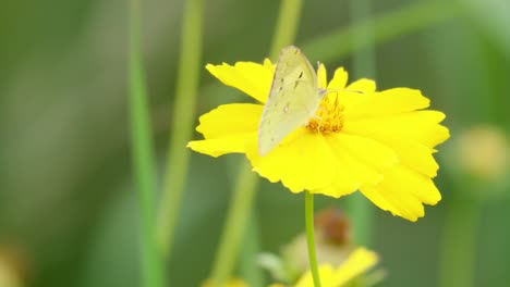 Schmetterlings-Colias-Poliographus-Auf-Gelben-Coreopsis-Zeckensamenblüten,-Die-Pollen-Fressen
