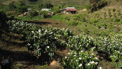 Coffea-arabica-plants-blooming-white-flowers-at-rural-coffee-plantation-on-mountain