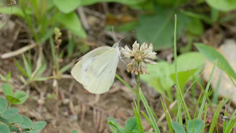 Artogeia-Rapae-butterfly-on-white-wildgrass-clover-close-up