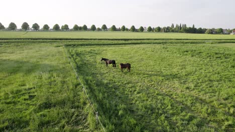 Brown-horse-couple-in-the-middle-of-a-green-farm-field-in-the-countryside