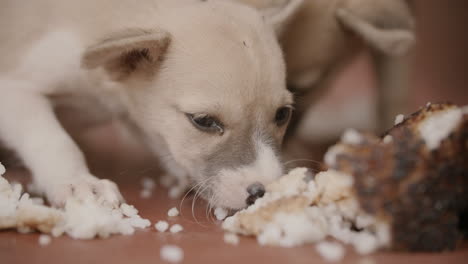 Close-up-shot-of-puppies-eating-left-over-food