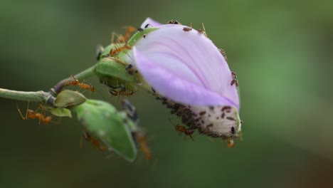 Hormigas-Rojas-Pululan-Una-Flor-En-La-Naturaleza