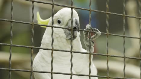 White-parrot-in-the-cage
