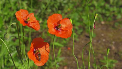 Red-poppy-flowers-in-the-garden-with-honey-bee-collecting-nectar,-slowmo