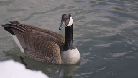 Canada-goose-swimming-in-a-lake