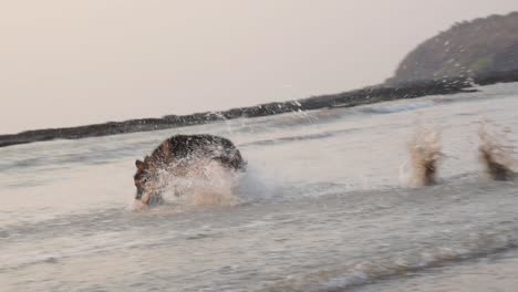 Young-German-shepherd-dog-chasing-behind-ball-on-beach-in-small-waves-|-Young-German-shepherd-dog-in-playful-mood-playing-with-a-ball-on-beach-in-Mumbai,-15th-march-2021