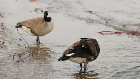 Two-Canadian-geese-clean-themselves-on-the-island-shores-of-Bate-Island-on-the-Ottawa-River