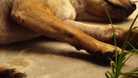 Close-Up-of-Brown-Mongrel-Dog's-Paws-and-Legs,-Sleeping-On-Ground-Outside