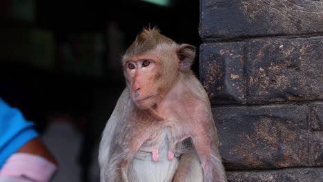 Long-tailed-Macaque,-Macaca-fascicularis,-Lop-Buri,-Thailand