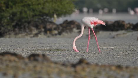 Migratory-birds-Greater-Flamingos-wandering-in-the-shallow-sea-water-marsh-land-at-low-tide-–-Bahrain