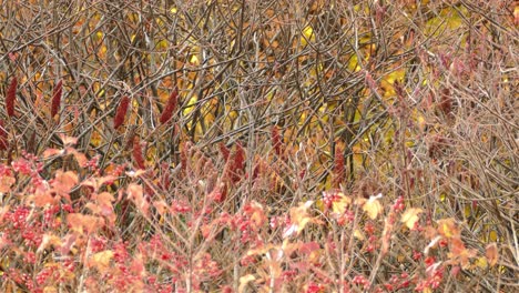 Autumnal-screensaver-with-wind-moving-dry-branches-and-bushes