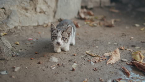 Baby-Foster-Tabby-Kitten-Searching-and-Eating-Cat-Food-with-Curious-Cute-Eyes-on-the-Ground