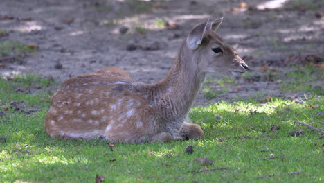 Cute-baby-Deer-lying-on-grass-field-and-waving-ears---hearing-noises-of-nature---Close-up