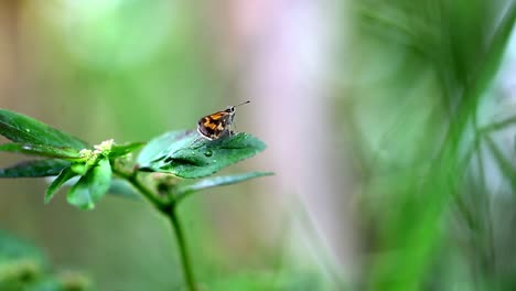 A-small-butterfly-lands-on-a-leaf-and-then-flies