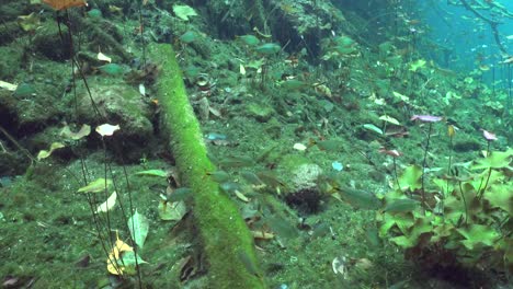 Freshwater-Fishes-and-vegetation-in-Cenote-Yucatan-Mexico