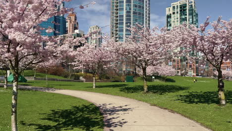 Moving-shot-of-cherry-tree-blossoms-in-Vancouver